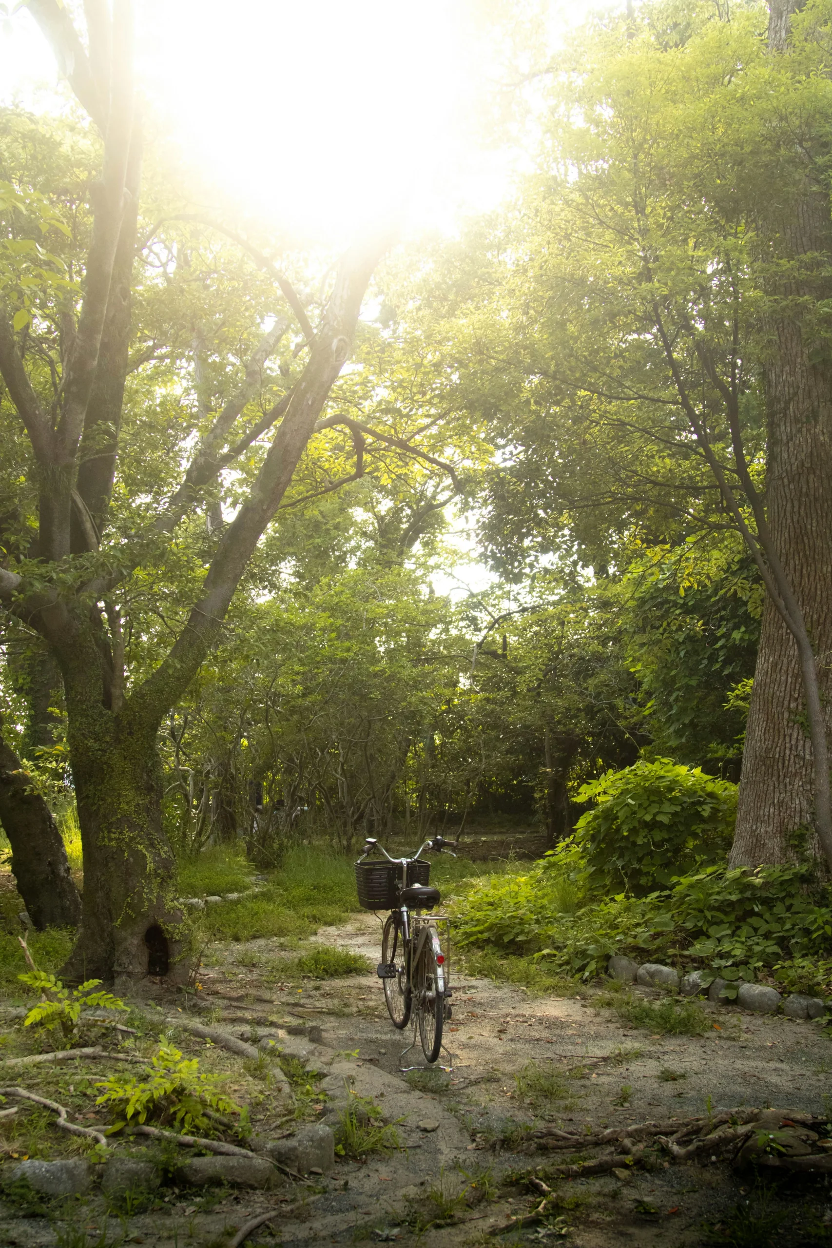 福岡城跡樹林步道上的單車