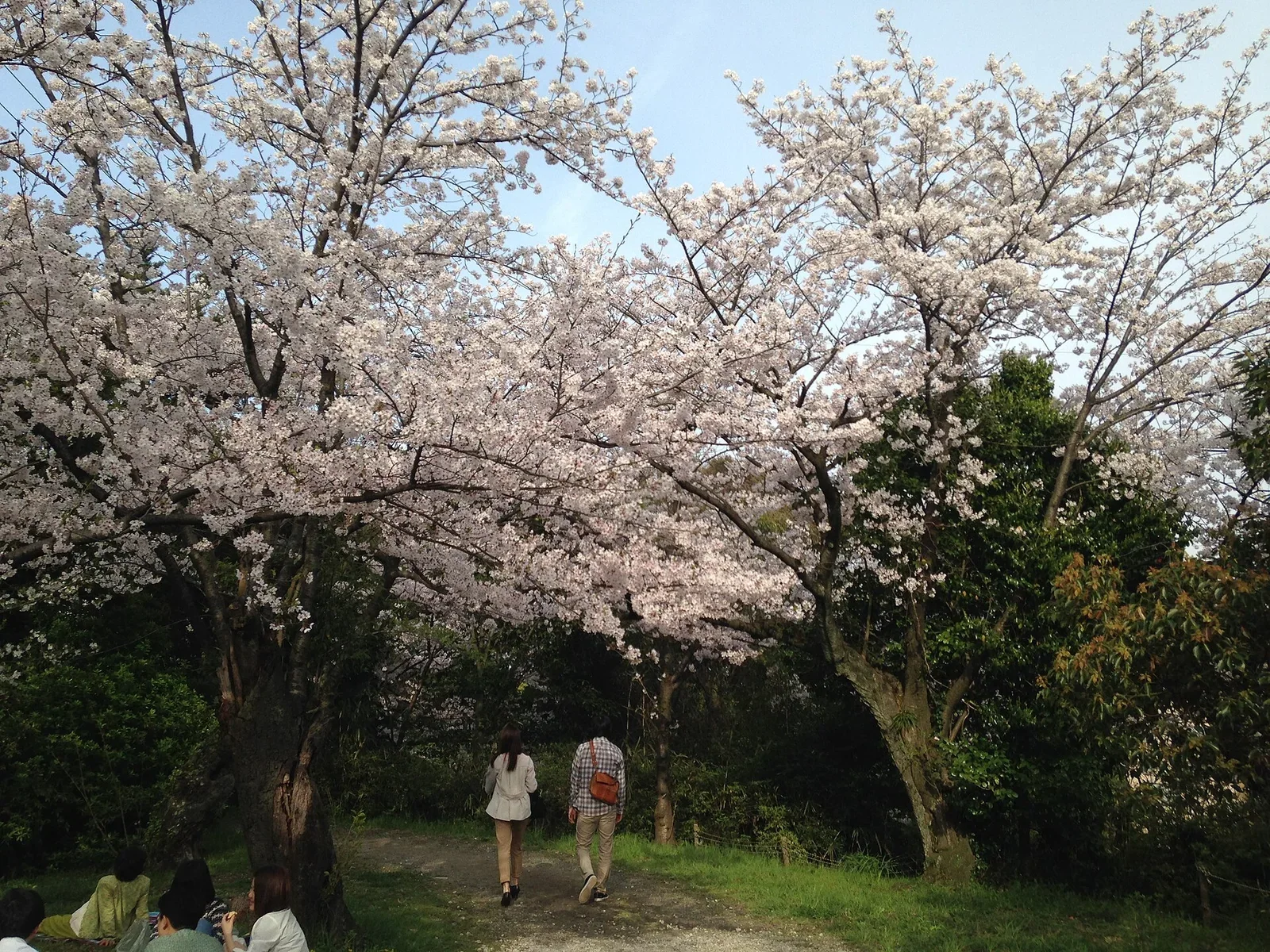 福岡西公園櫻花盛開時的步道景觀