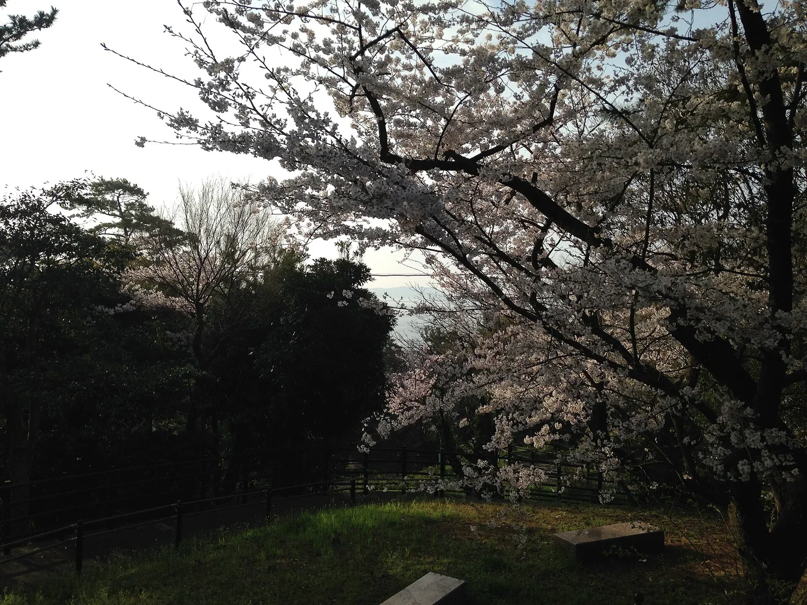 日本城市公園春季花樹與步行空間資料照