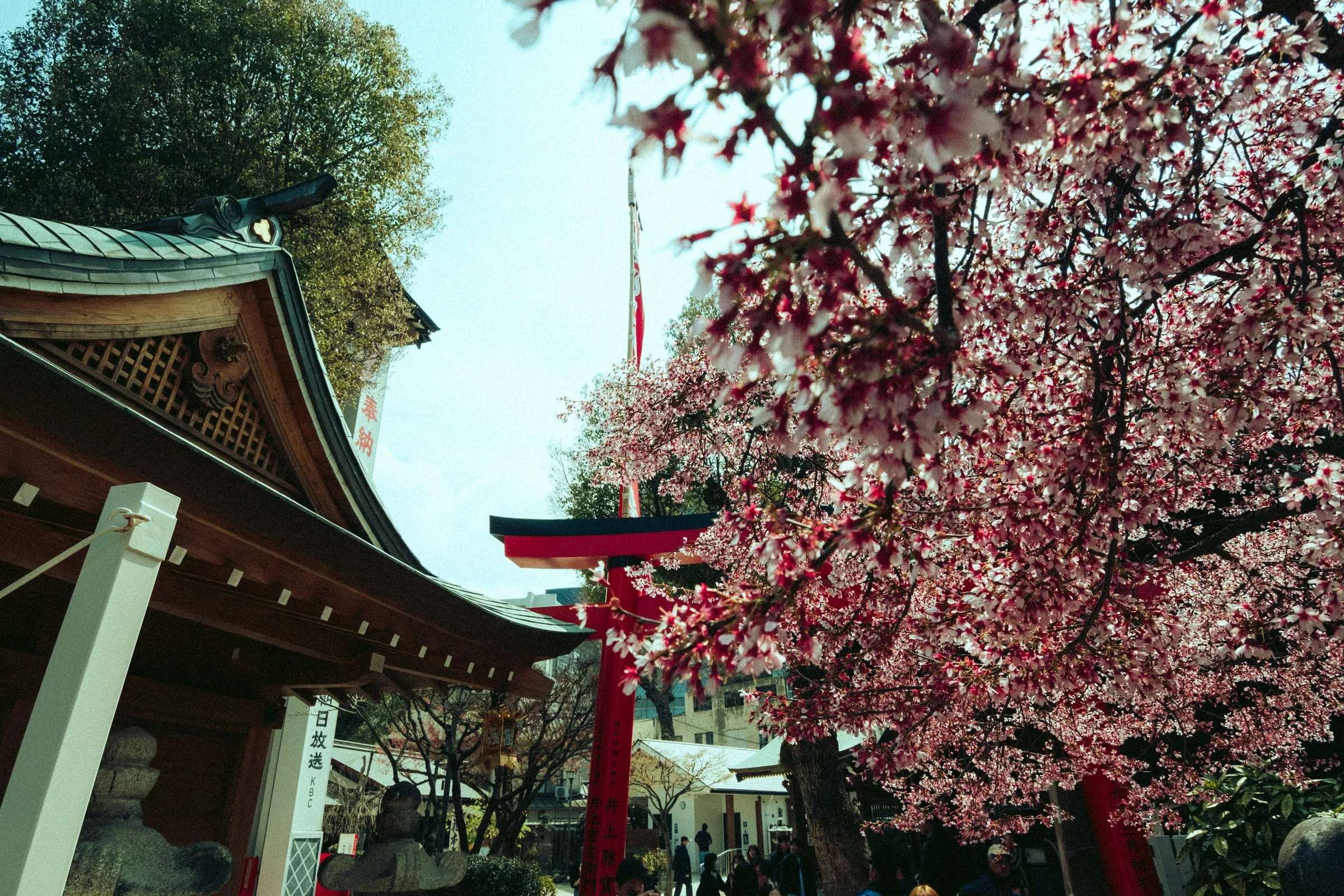 櫻花枝旁可見櫛田神社屋簷和境內設施