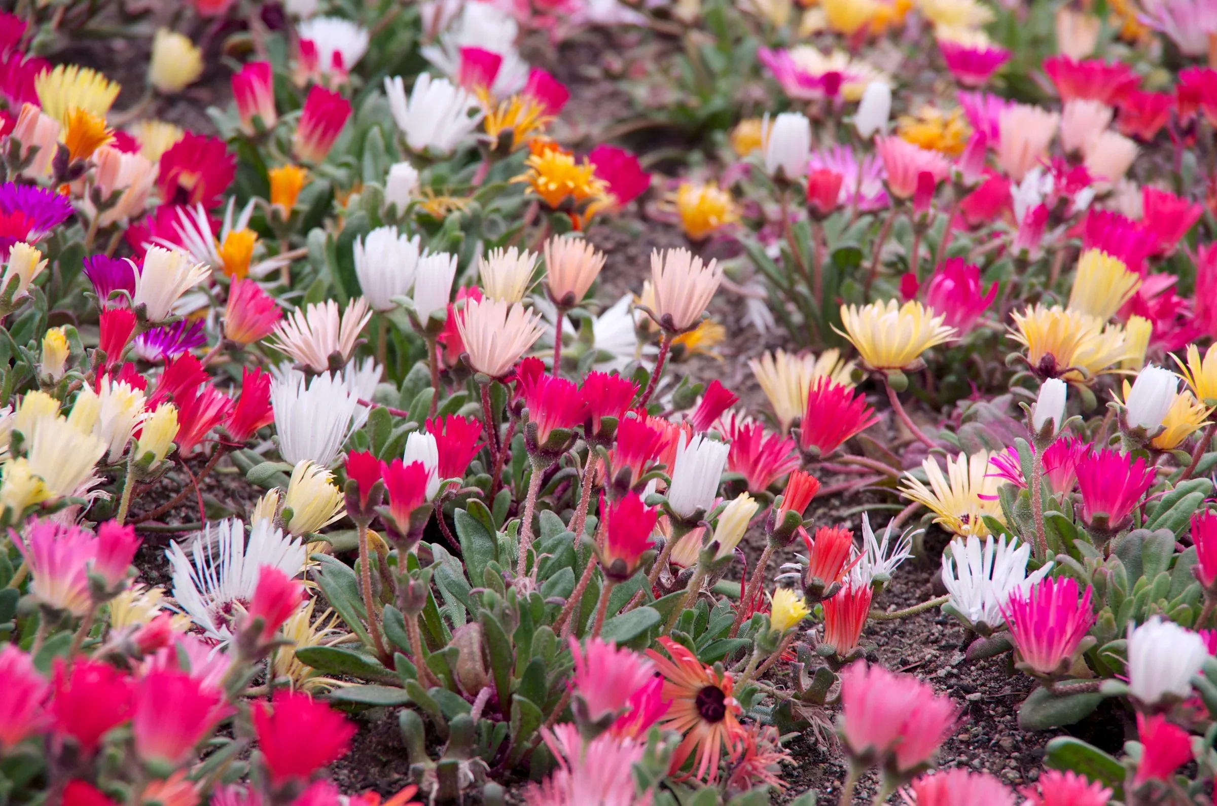福岡市動植物園植物園花壇與季節花卉