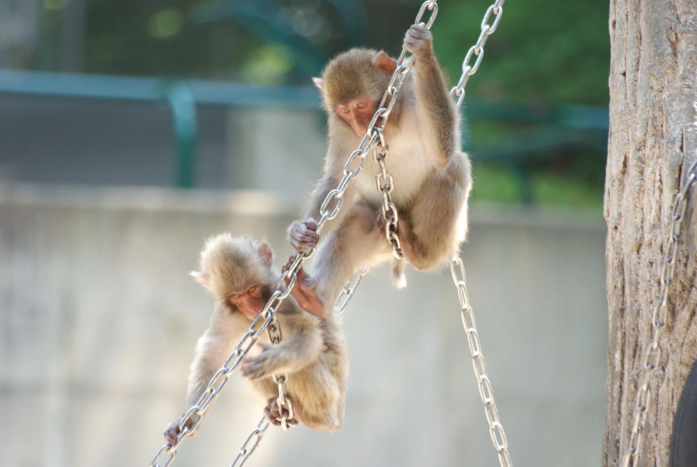 福岡市動物園園區內的日本獼猴