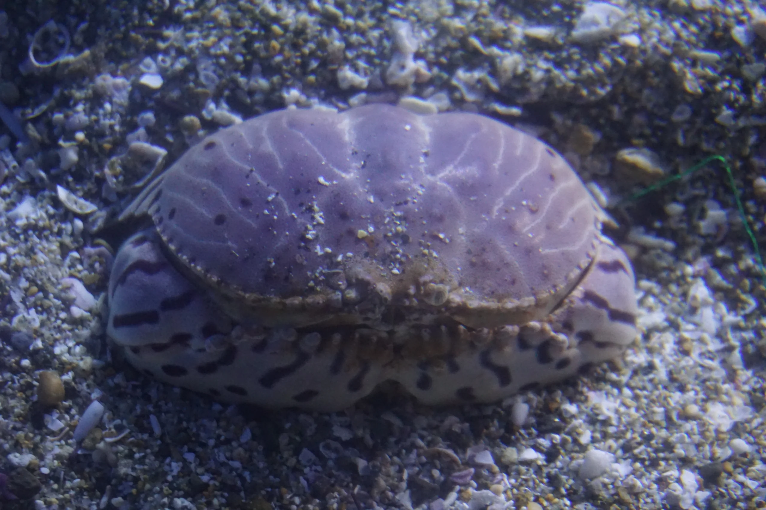 鹿兒島水族館沙底展示缸中的トラフカラッパ