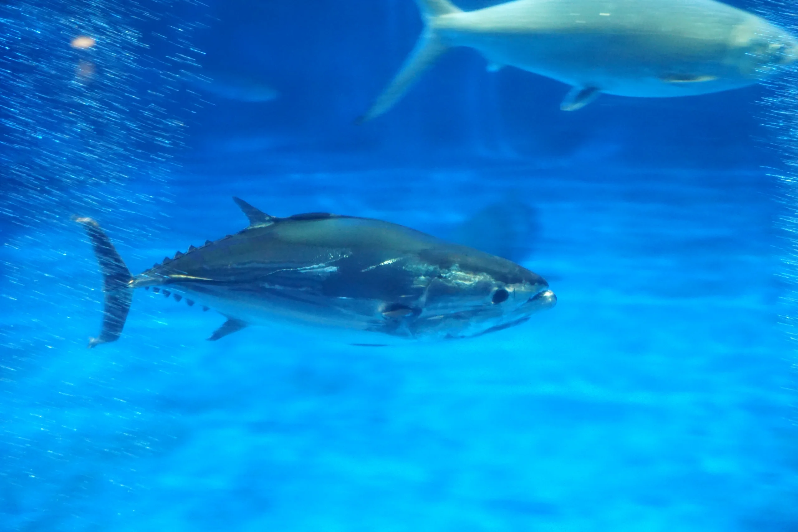 鹿兒島水族館藍色水槽內的一尾鰹魚側身游過