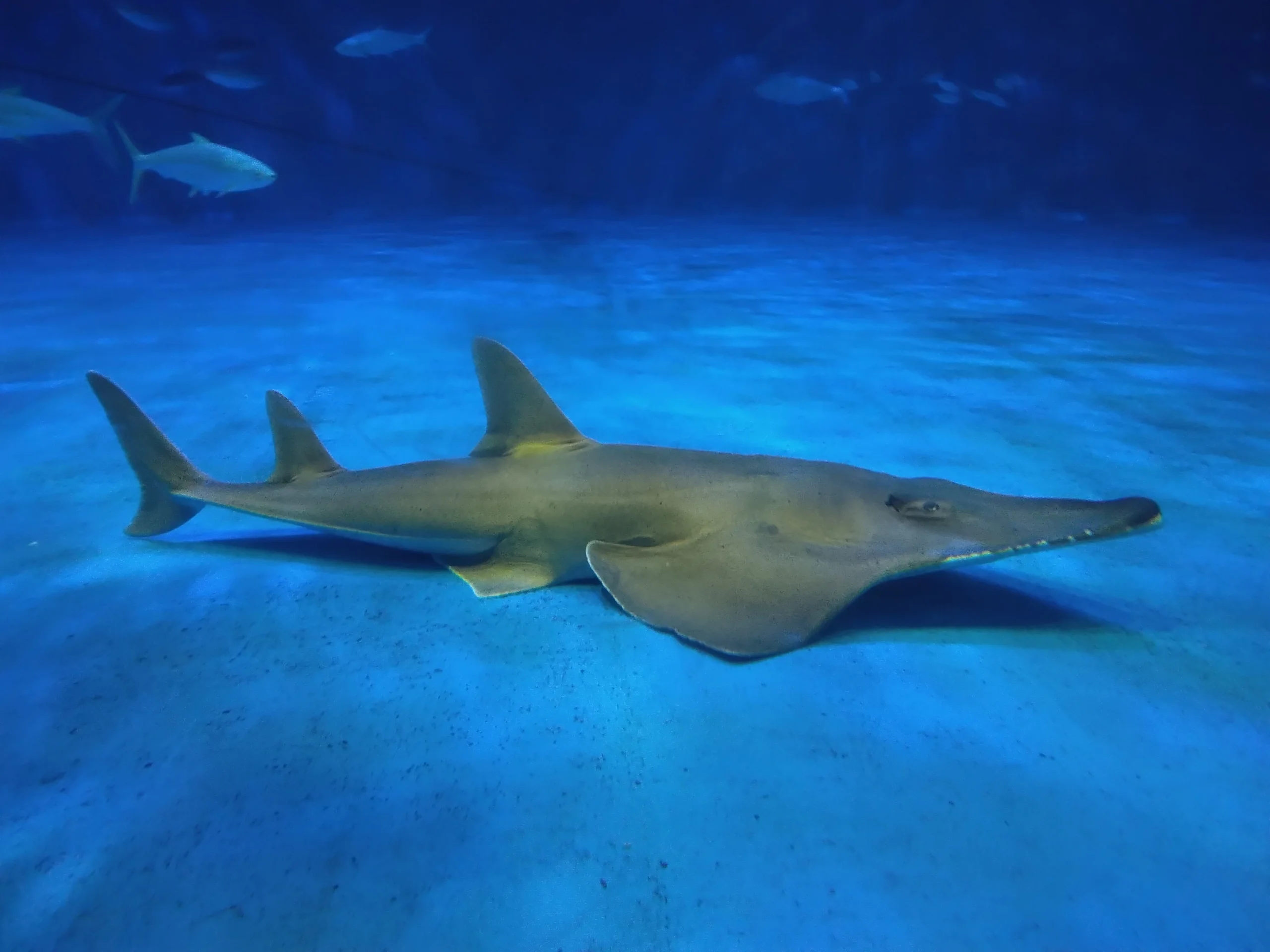 鹿兒島水族館展示缸中的モノノケトンガリサカタザメ，吻部尖長、身形扁平