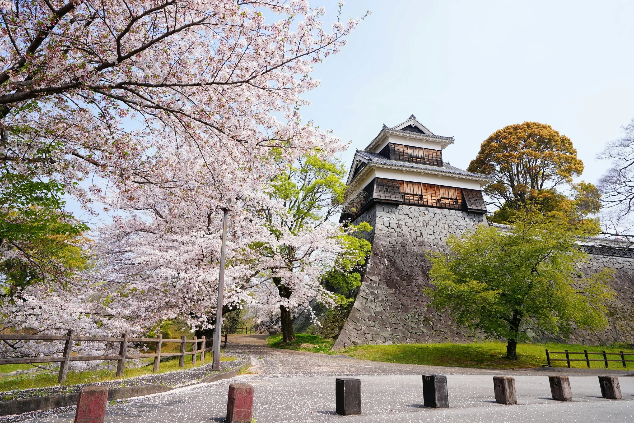 熊本城櫓與石垣旁的櫻花樹景