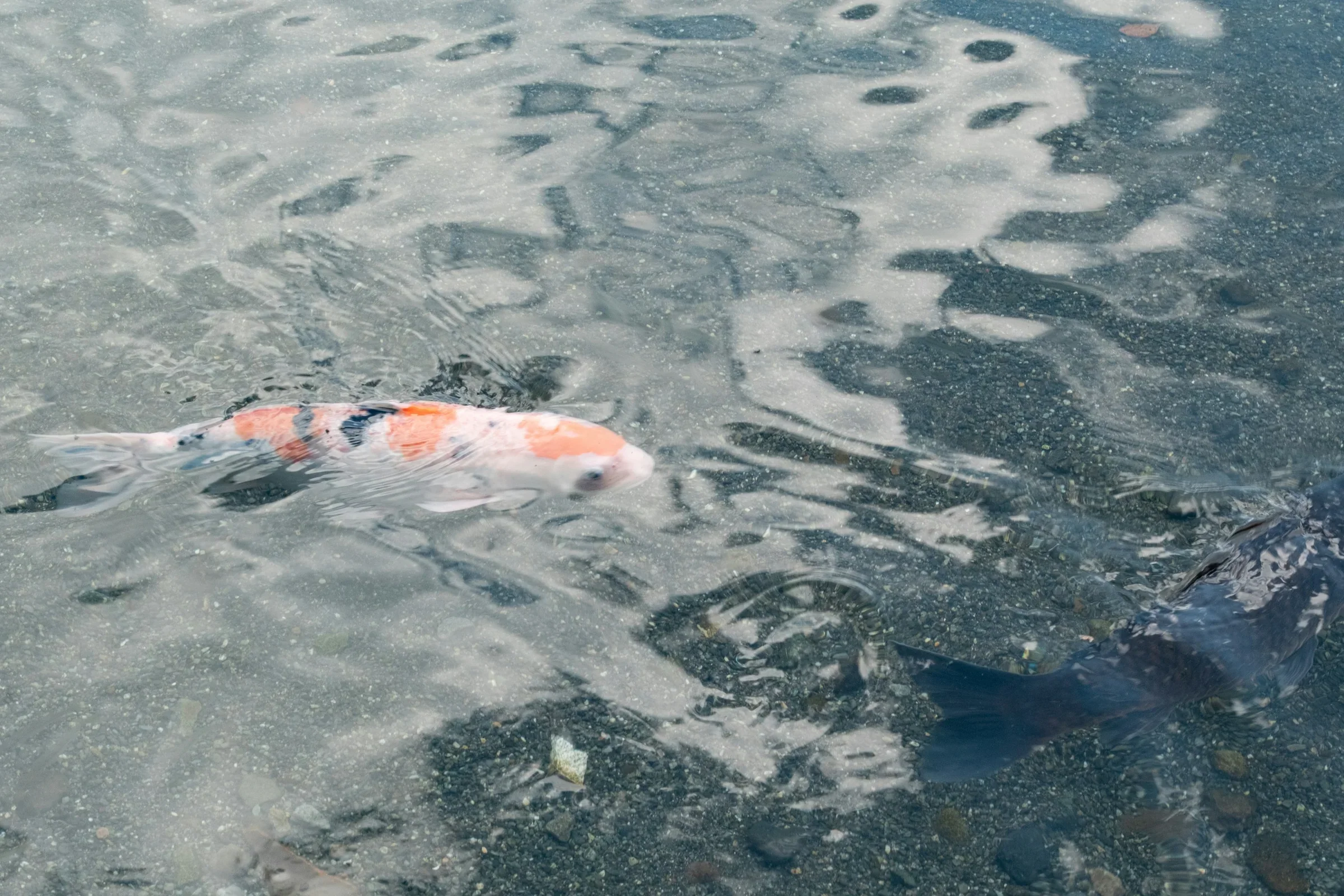 水前寺成趣園池中的鯉魚