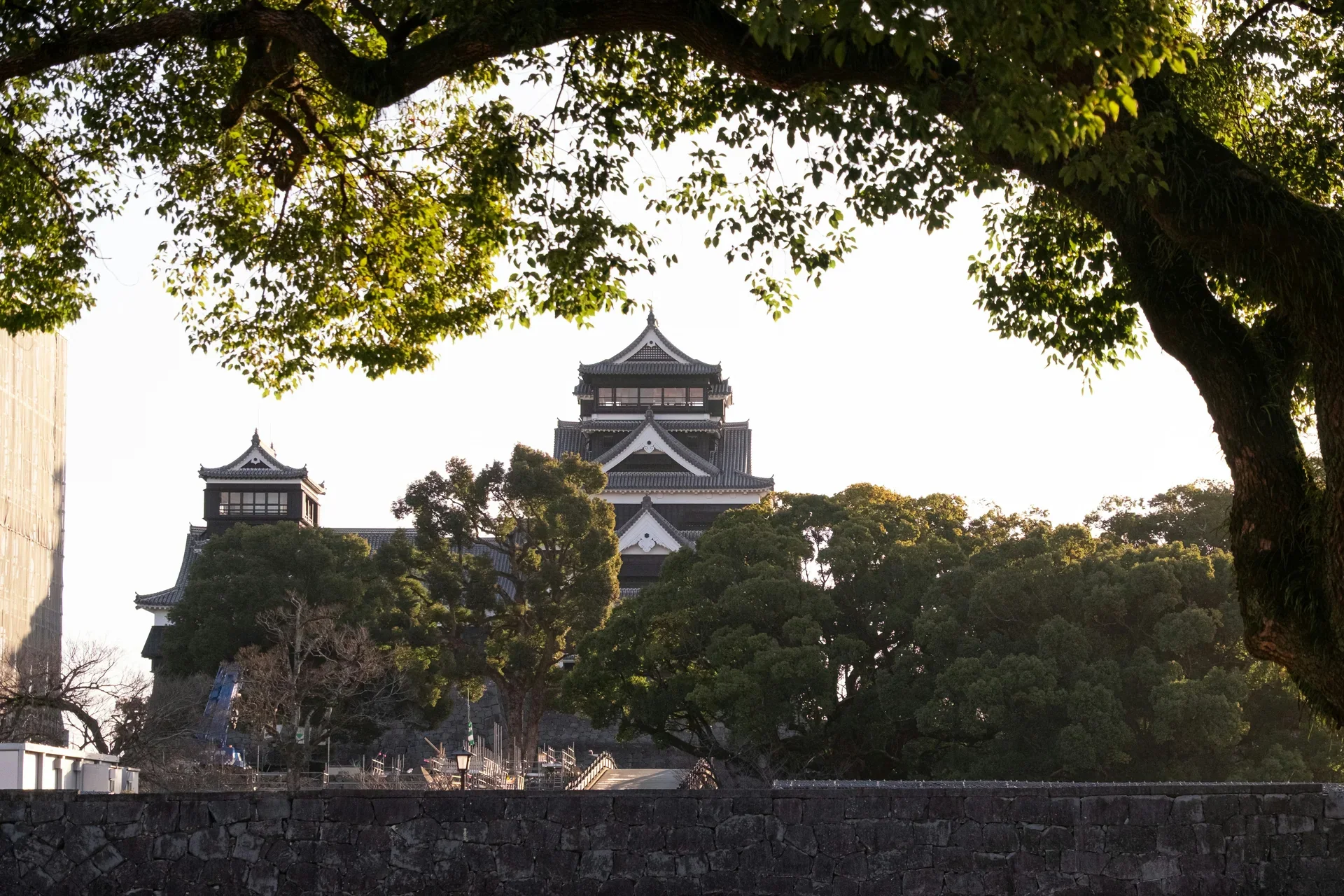 熊本城天守閣被樹梢環繞，晴空下可見城郭屋頂與石垣