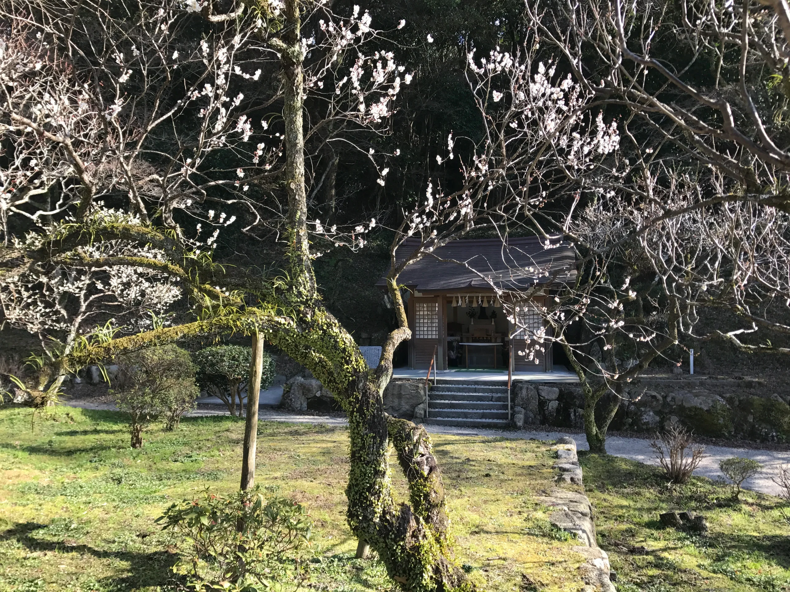 太宰府天滿宮母子像旁的梅花枝頭開花