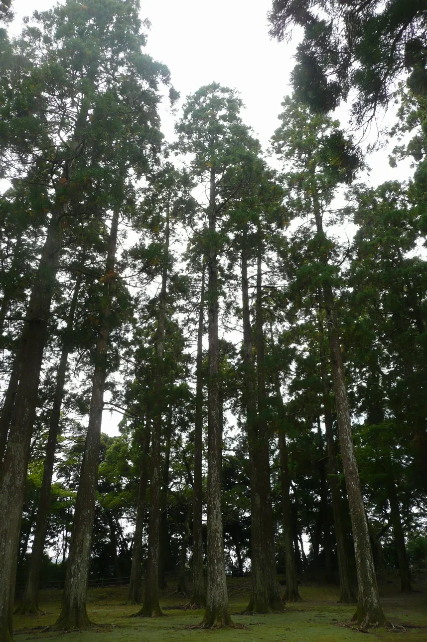 飫肥城下町 2026：兩小時先走城跡，半日再決定要不要買共通券