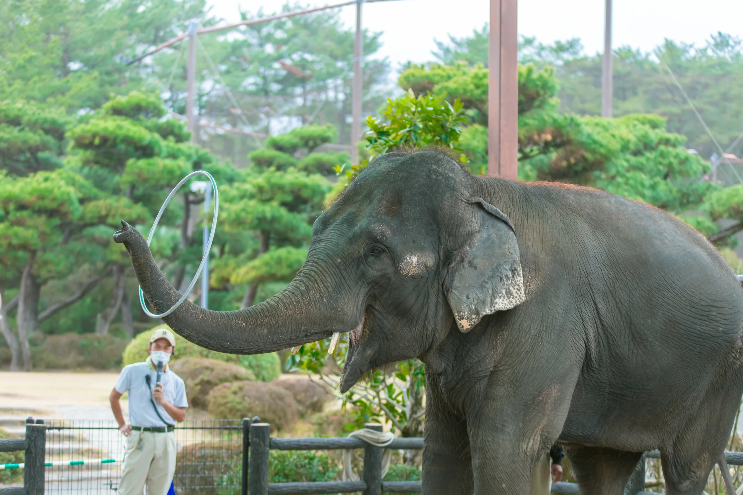 宮崎市鳳凰自然動物園的大象活動展示