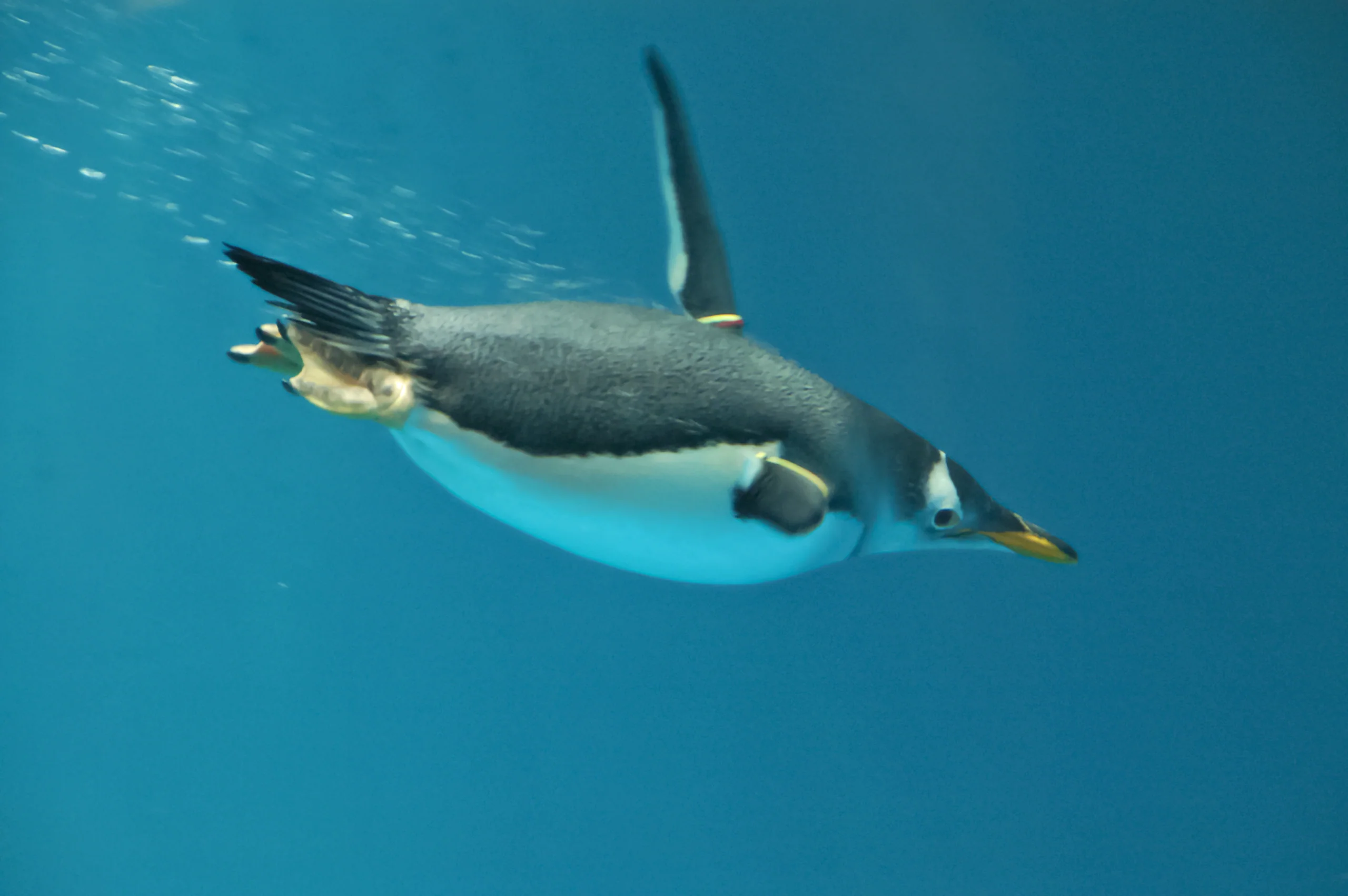 長崎企鵝水族館的巴布亞企鵝在水中游動