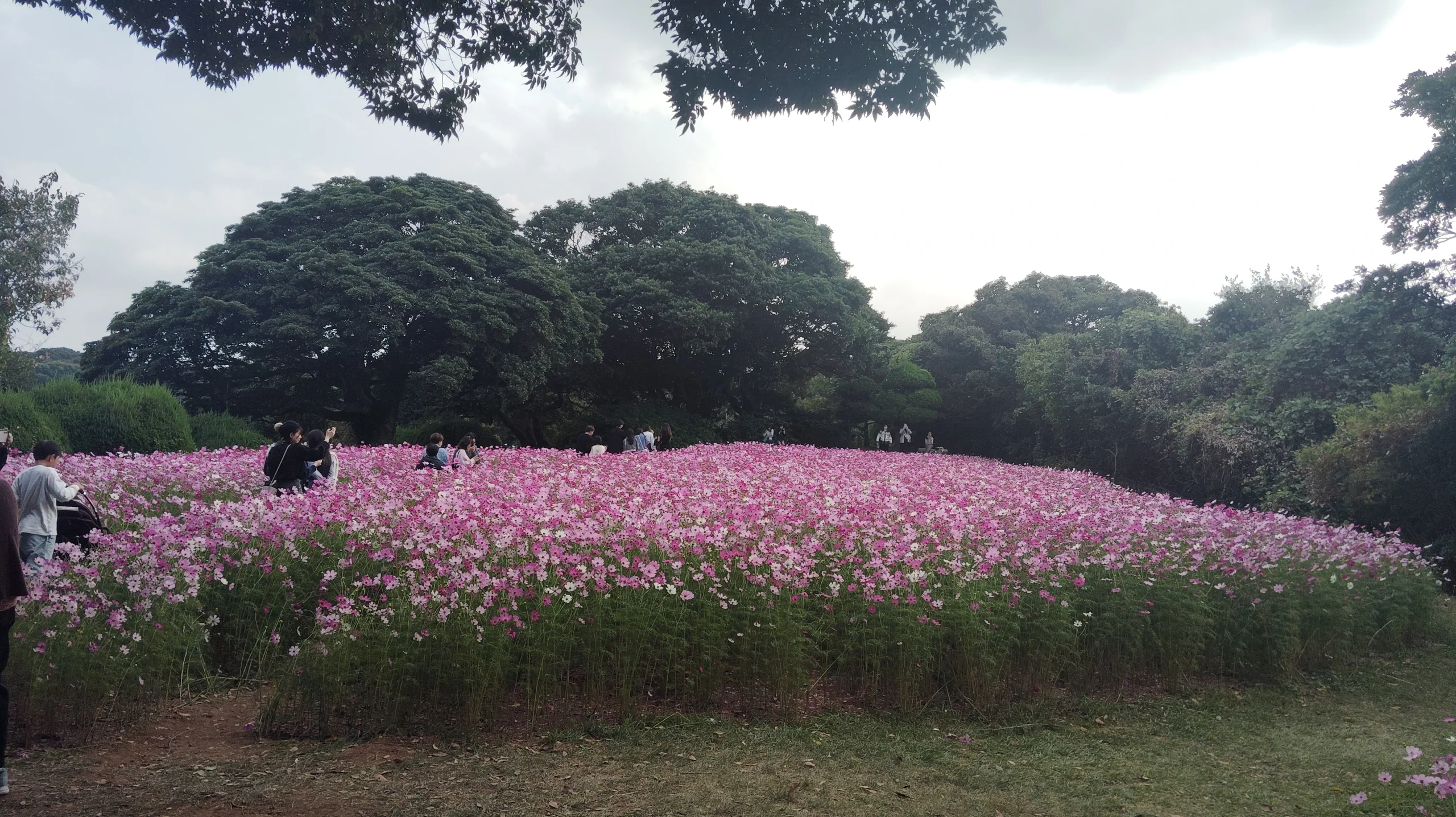 能古島 Island Park 內一片盛開的波斯菊花田與遠處樹木