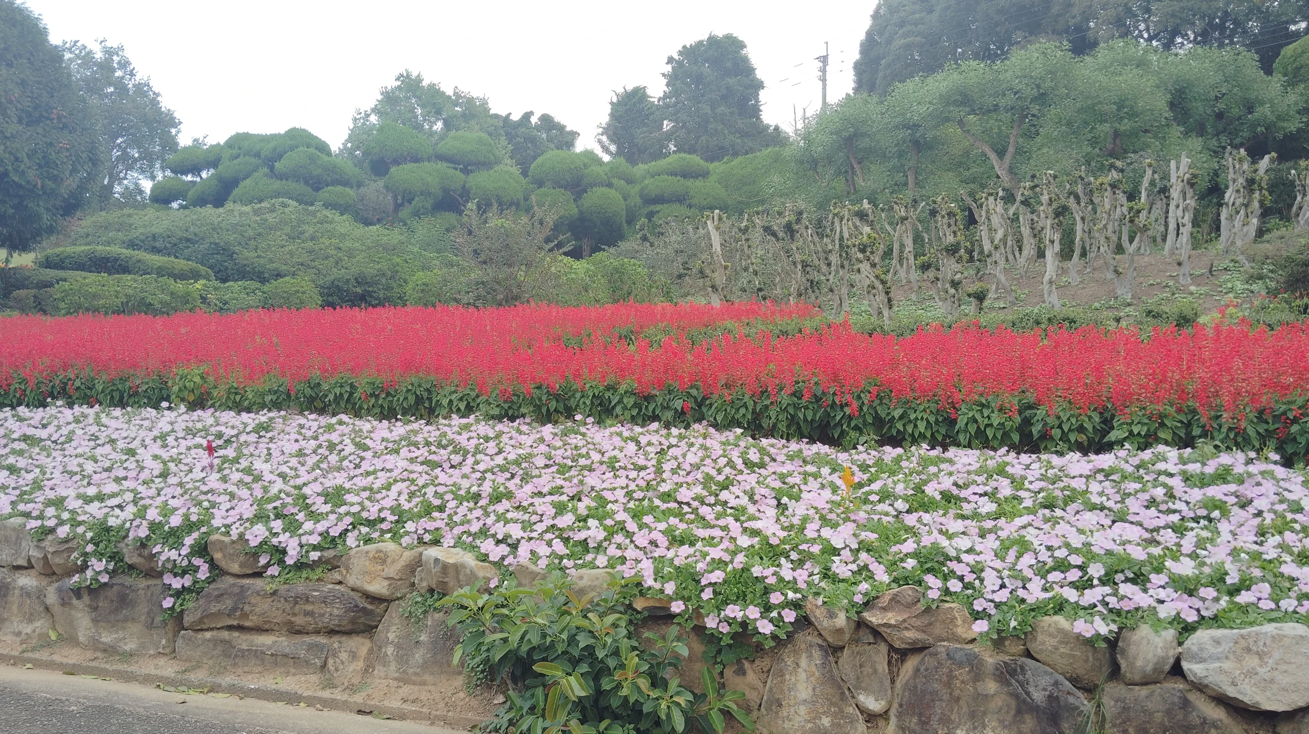 能古島 Island Park 內的紅色鼠尾草與淺色矮牽牛花壇