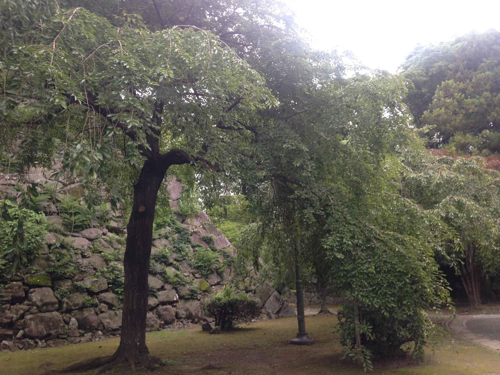 福岡城石垣，城跡範圍比單一觀景點大，半日路線要預留步行時間
