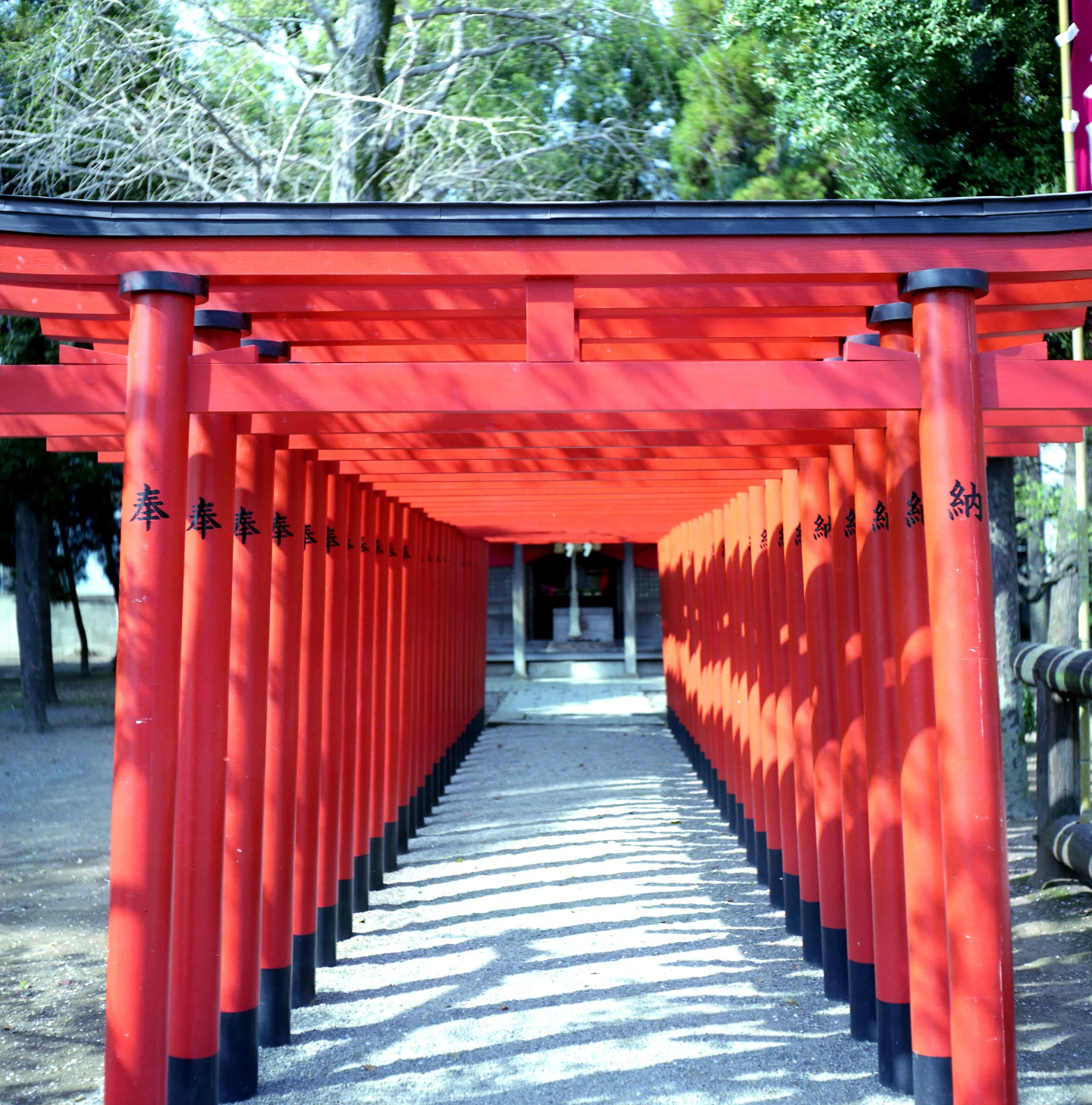 水前寺成趣園內一列紅色鳥居形成的步道