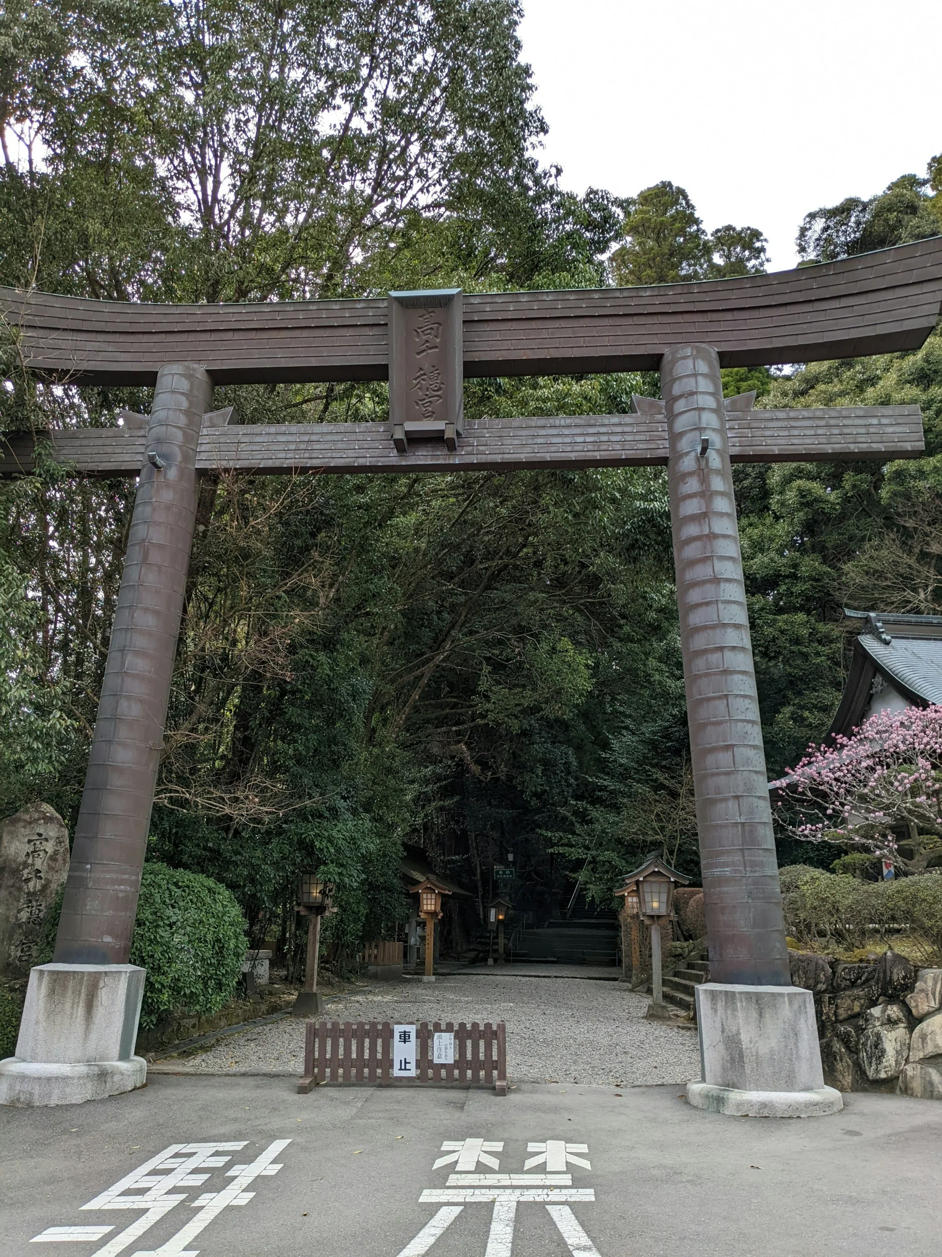 高千穗神社入口鳥居與杉林參道實景
