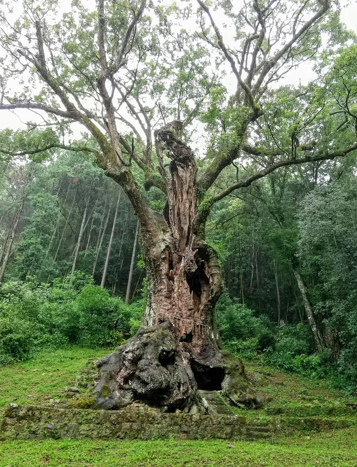 武雄神社後方的武雄大楠，推定樹齡約3000年