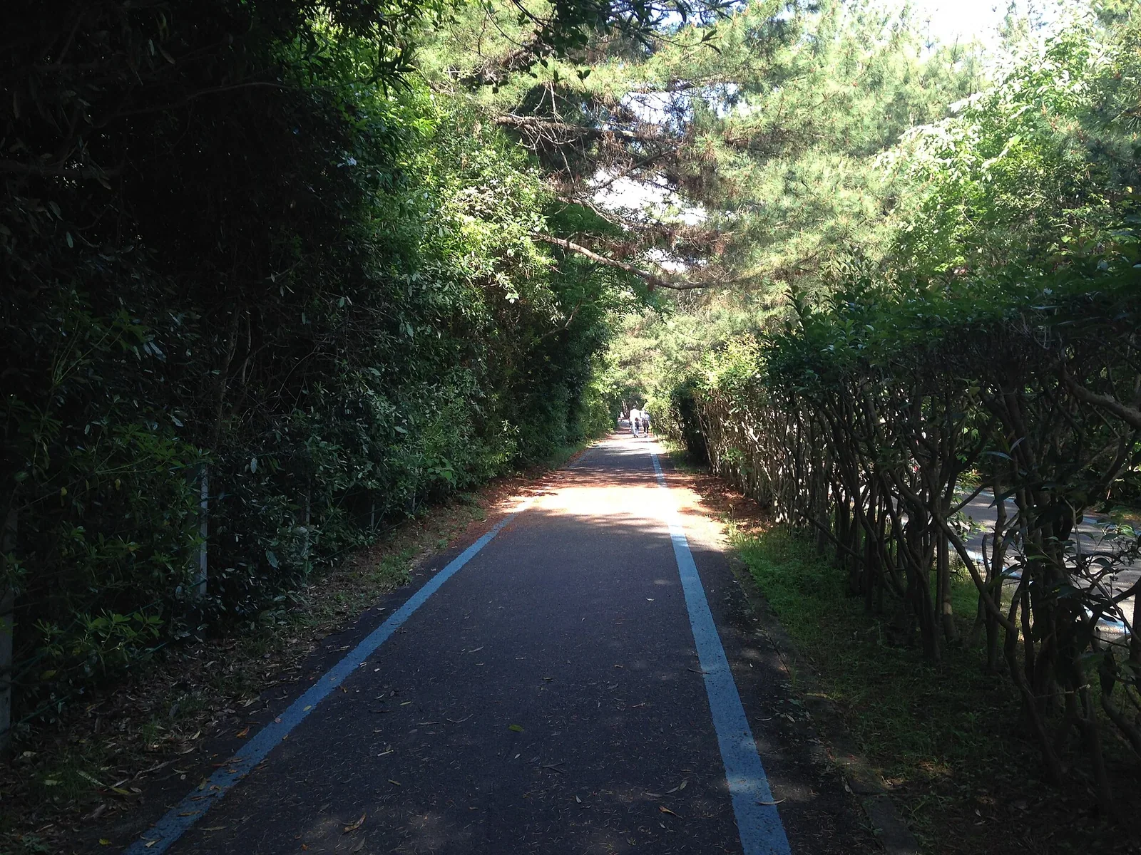 海之中道單車路線資料照