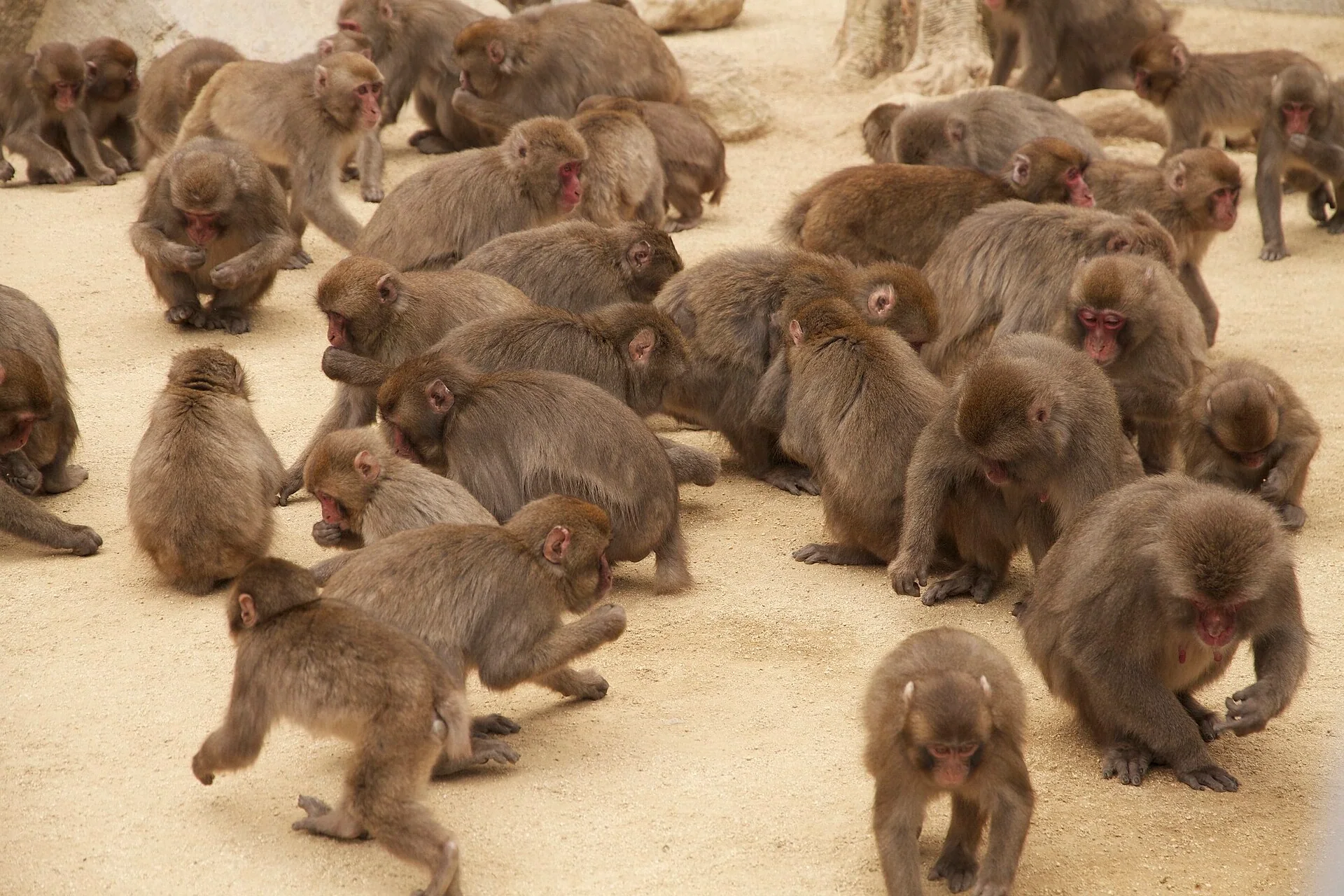 高崎山自然動物園內的日本獼猴群