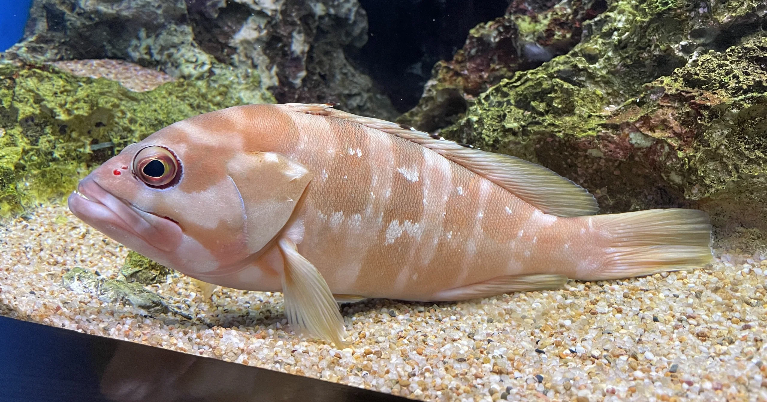 うみたまご展示中的黑點石斑魚（アカハタ）