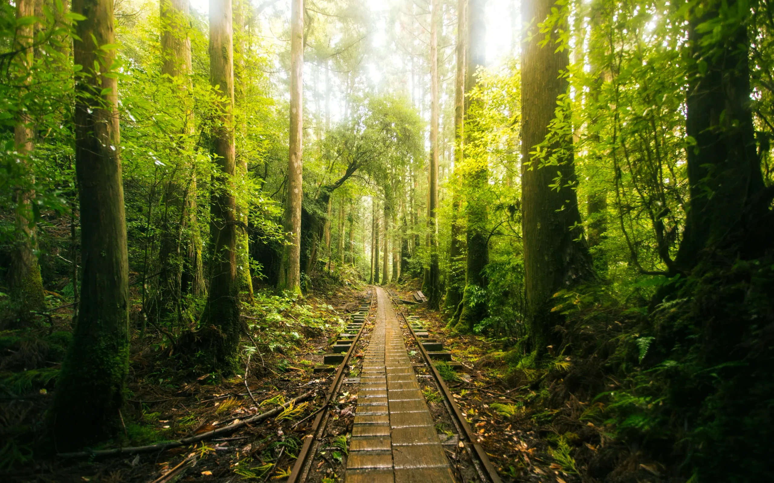 屋久島森林裡穿過杉木林的舊木軌道步道