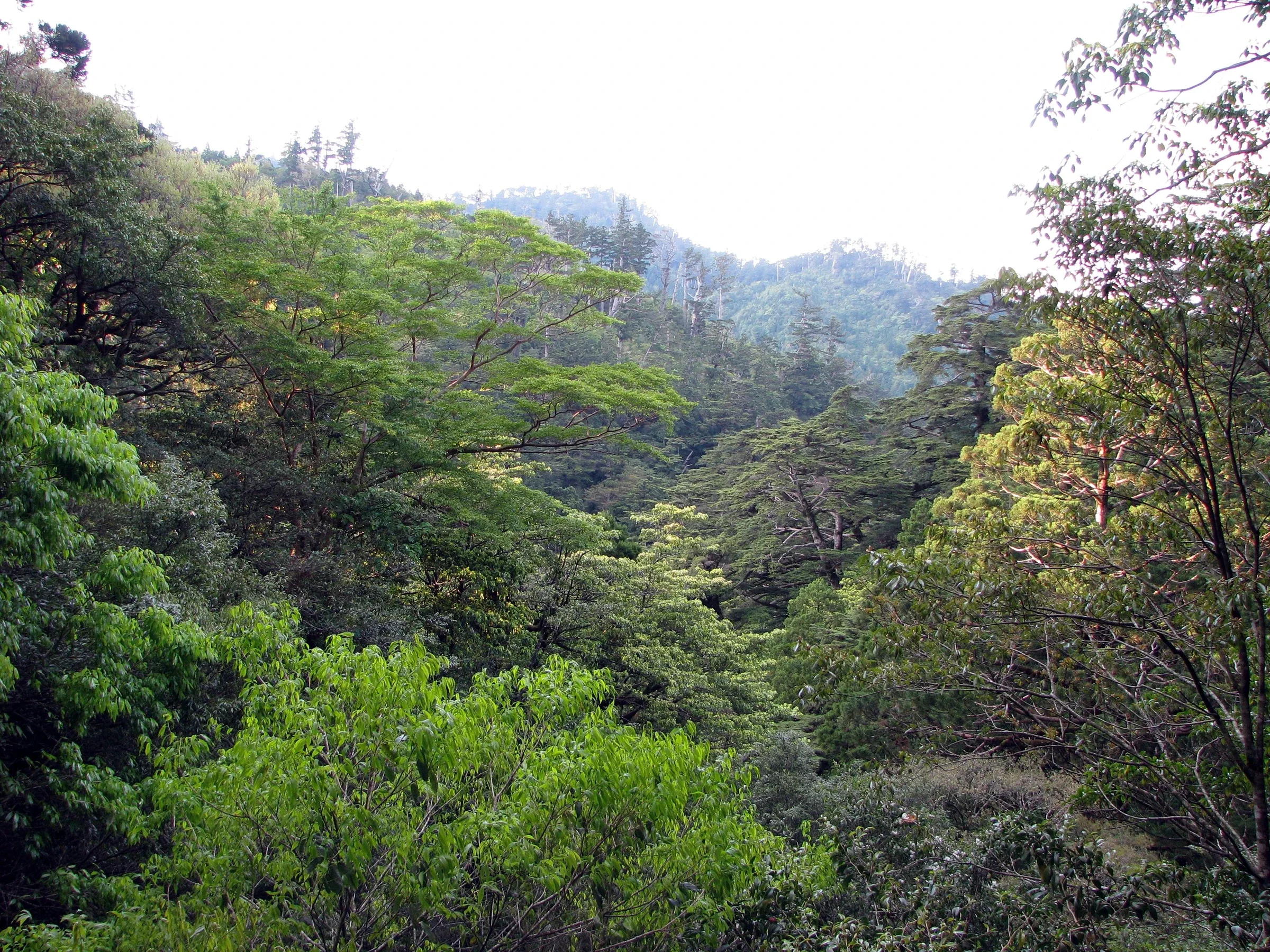 屋久杉林的寬闊樹冠與山谷，位於屋久杉樂園一帶