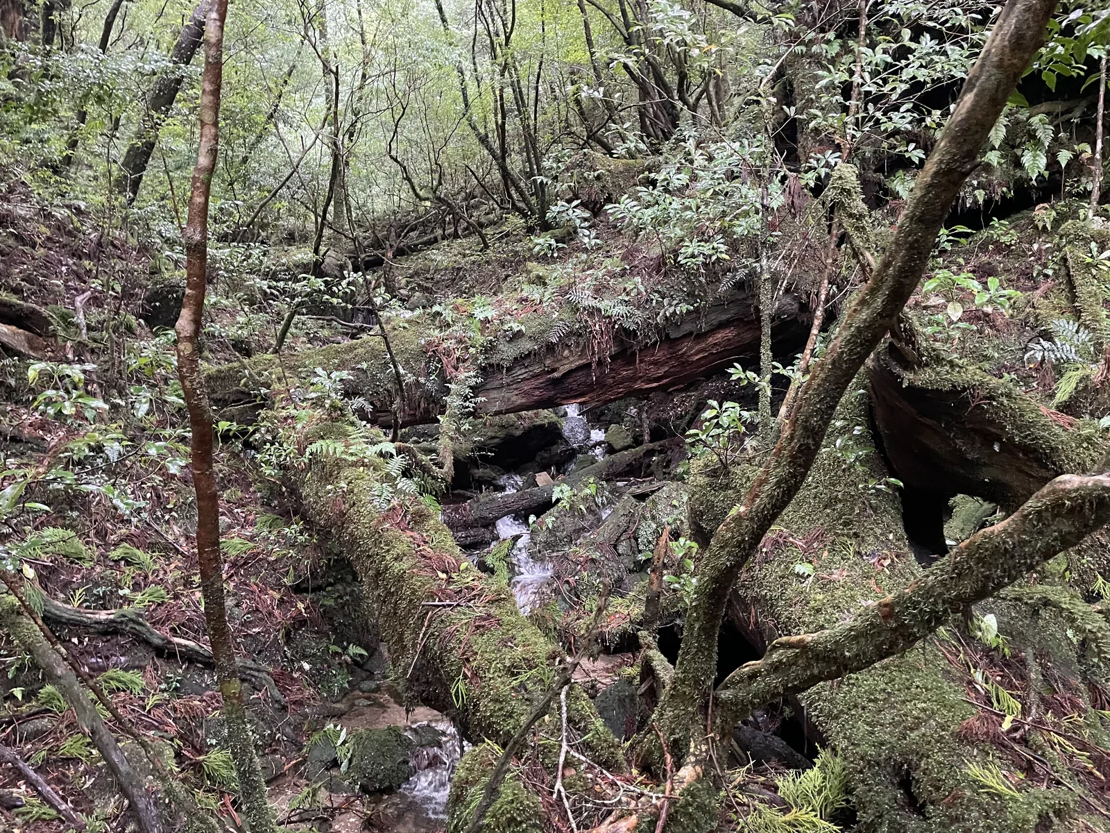ヤクスギランド森林登山路與濕潤樹根步道
