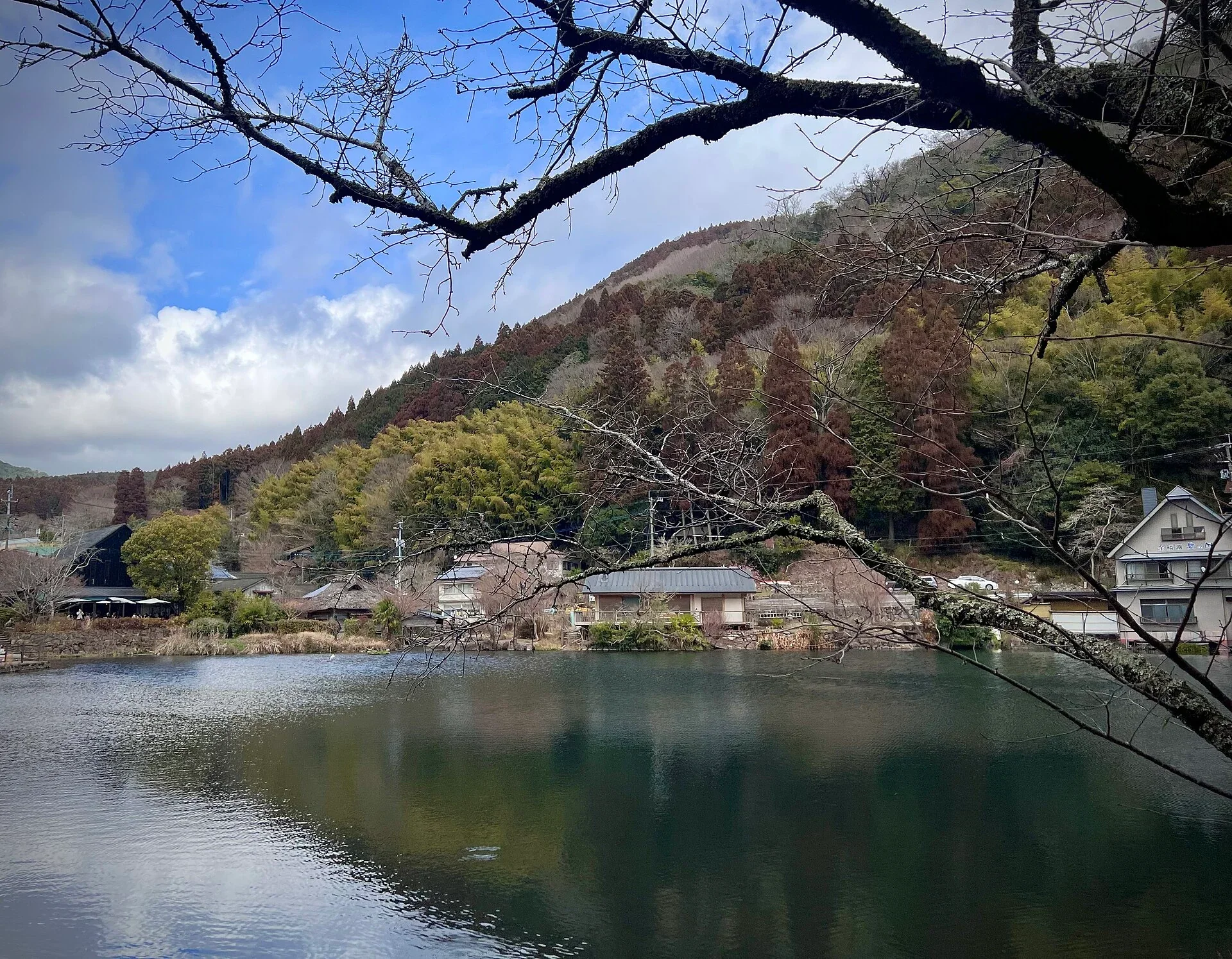 金鱗湖和湖畔屋舍前景被冬季樹枝環繞
